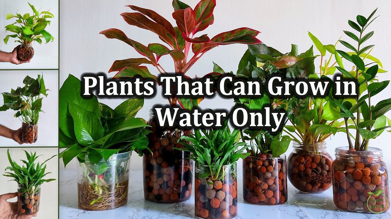 5 attractive plants that you can grow in water Kadiyam Gopala Krishna Nursery 